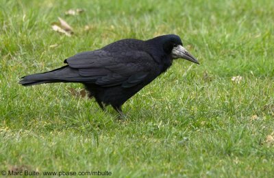 Roek (Corvus frugilegus)