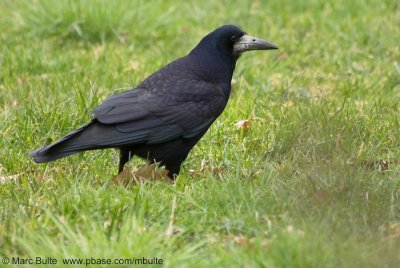 Roek (Corvus frugilegus)