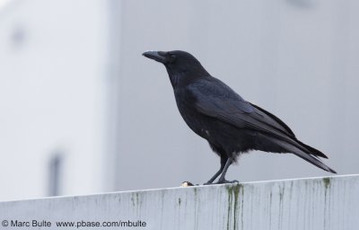 Zwarte Kraai (Corvus corone)