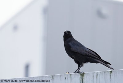 Zwarte Kraai (Corvus corone)