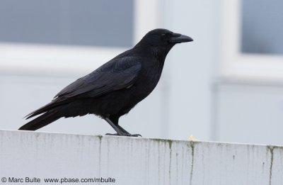 Zwarte Kraai (Corvus corone)