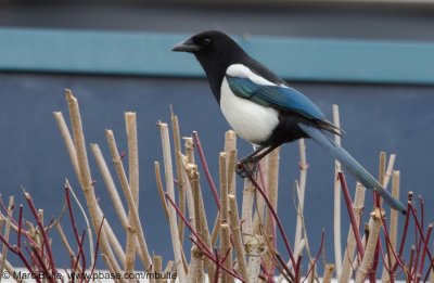 Crows ea (Corvidae)