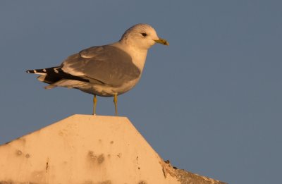 Stormmeeuw (Larus canus)