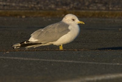 Stormmeeuw (Larus canus)