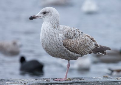 Zilvermeeuw (Larus argentatus)