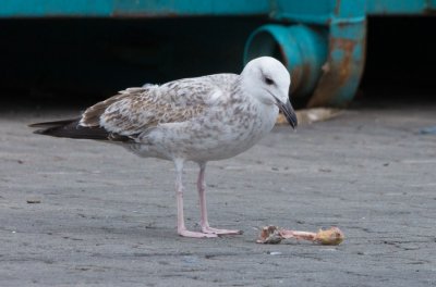 Pontische Meeuw (Larus cachinnans)