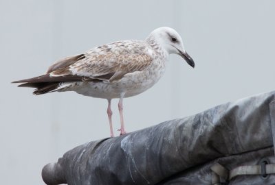 Pontische Meeuw (Larus cachinnans)