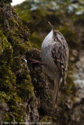 Short-toed Treecreeper