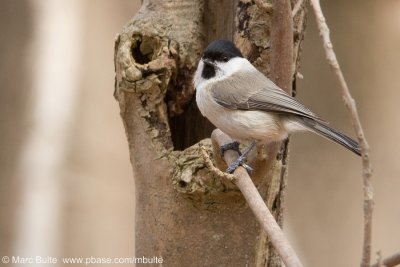 Tits (Paridae)