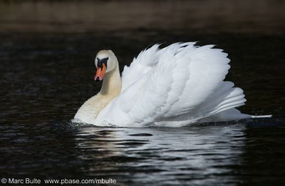Swans (Anatidae)