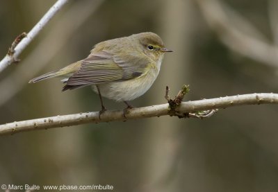 Leaf Warblers (Phylloscopidae)