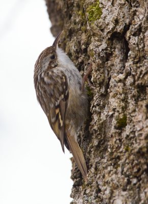 Treecreepers (Certhiidae)