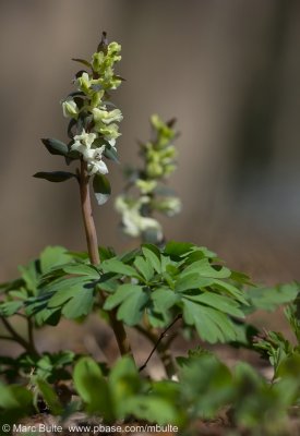 Corydalis cava