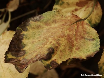 Herfstkleuren op een blad van de hydrangea