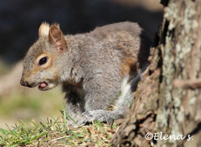 squerel - 0256