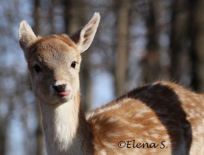 deer - 2872