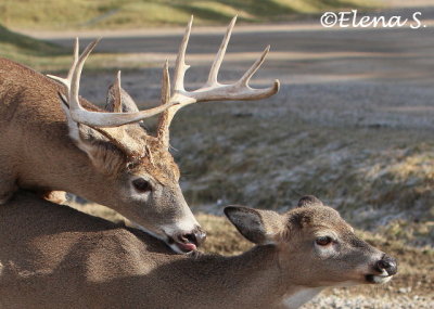 Elks - 3110
