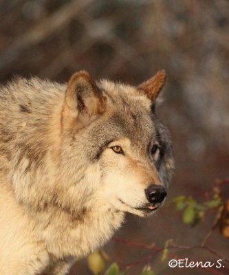 Wolf - 3858