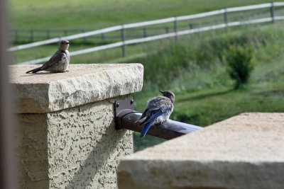 Young Mountain Blue Birds