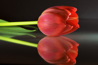 Tulips-2