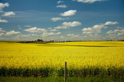 Bruce Smith - Canola