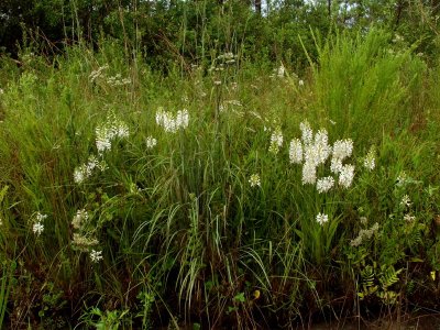 Exceptional group of Platanthera conspicua along the road