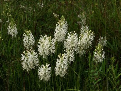 Platanthera conspicua group