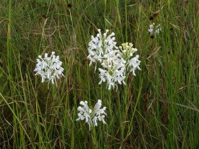 Another Platanthera conspicua group