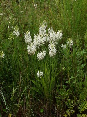 Platanthera conspicua group