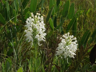 Pair of Platanthera conspicua under power lines (with last year's seed capsules between them)
