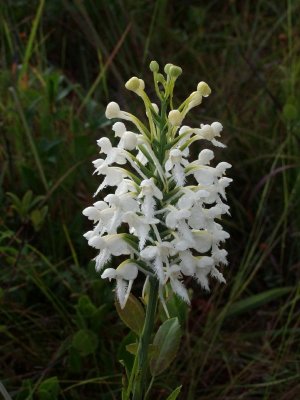 Platanthera conspicua in perfect bloom