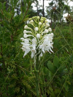 Platanthera conspicua and praying mantis (on stem below flowers)