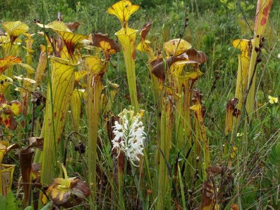 Platanthera conspicua and Sarracenia flava under power lines