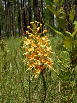 Platanthera ciliaris on Big Island savannah