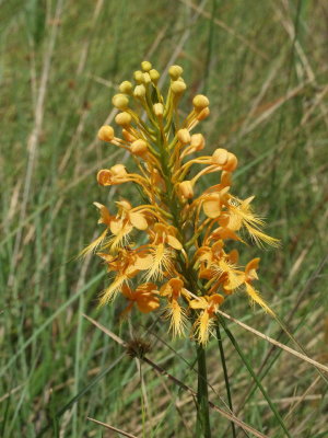 Platanthera ciliaris on Big Island savannah