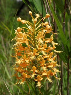 Platanthera ciliaris (with spider below) on Big Island savannah
