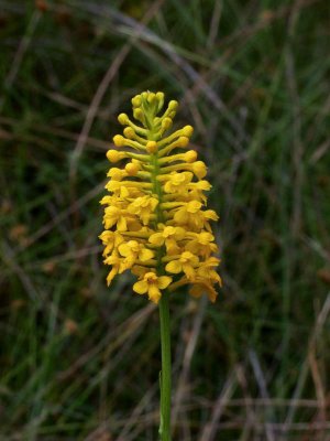 Gymnadeniopsis integra