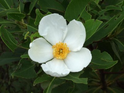 Super fragrant Gordonia lasianthus (loblolly bay) blooming at edge of powerline right-of-way
