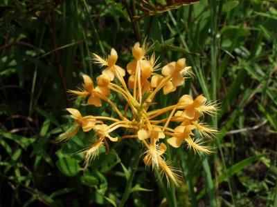 Platanthera ciliaris