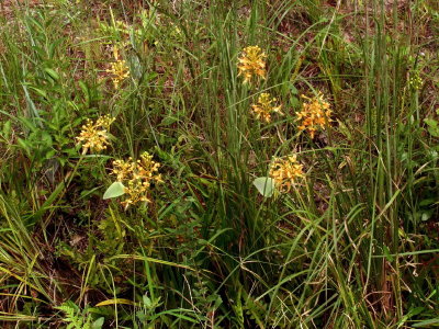 Platanthera ciliaris with Cloudless sulfur (Phoebus sennae) butterflies