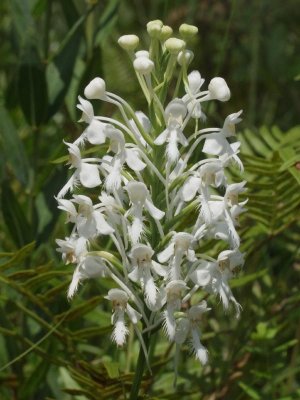 Platanthera conspicua