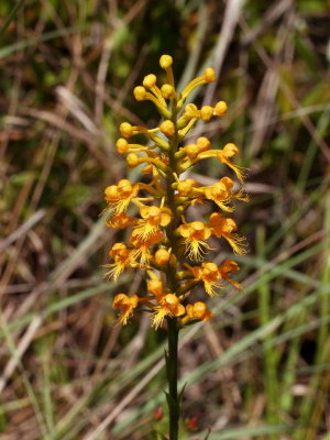 Platanthera cristata - very late for this one to be blooming