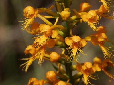 Platanthera cristata closeup - flowers are more orange than I would expect - maybe there was a P. ciliaris in the woodpile...
