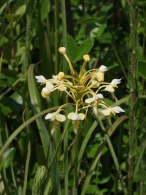 Platanthera Xlueri (cross between P. ciliaris and P. conspicua) - note cream and white color of flowers