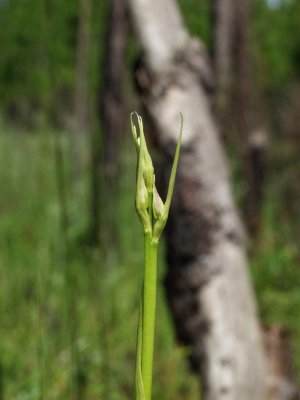 Pteroglossaspis ecristata (plant #3 in bud) - about 3 feet high, so far...