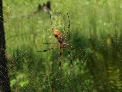 Golden Orb spider - note color of web - that's how it got its name... More than 4 from tip to tip