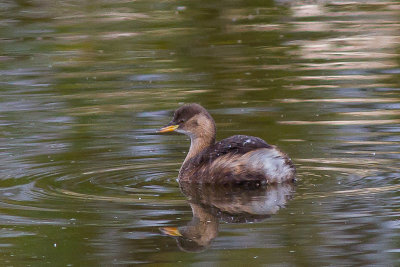 Little Grebe