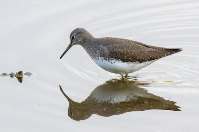 Green Sandpiper