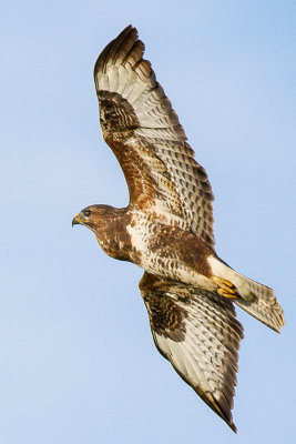 Common Buzzard