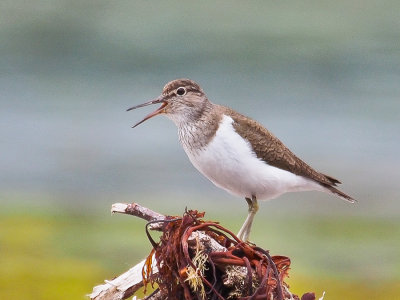 Common Sandpiper